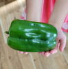 ものすごく立派なピーマン！！「素敵な夏野菜🍆🍅🥒たち」