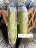 生で食べれるとうもろこし❗️🌽「白いとうもろこしいただきました〜🌽♡  【雪の妖精】　生で食べれる　#スズキアリーナ川之江#スズキ自販愛媛」