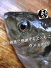 「シマアジ入荷致しました！」