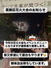 「葛飾区花火大会のお知らせ📢イベントメニューで通常通り営業＆柴又参道にて屋台出店❗️【柴又帝釈天近く！美味しい！昭和レトロで人気の下町もんじゃ店・お好み焼き・鉄板焼・ランチ／ディナー・テーブル＆座敷席・貸切OK】」