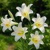 テッポウユリ「🌼 今日のはな：テッポウユリ（鉄砲百合）」