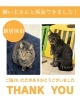 「【無事再会！】新居浜市大生院付近でいなくなった「ぎん」くんは無事飼い主さんと再会できました！」