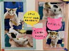 「子猫の里親さん決定のお知らせ」