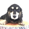 🦴🐶ダックス専門店🐶🦴