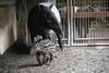 「第37回とべ動物園動物画コンクールを開催します。」