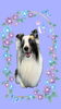 「Dog salon mofu mofu　余市町」