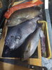 佐島の高級魚「キントキダイ、オオモンハタ、イサキ、石鯛」
