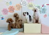 くまくん♡クレアちゃん♡きぃ♡アモルくん♡ペチくん「ましゅまろ幼稚園🐾」