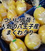 懐かしい　まくわうり！　ひさしぶりにどうですか？「八王子産まくわうり　本日、7/24入荷しました。その他、夏野菜そろえています。　まくわうりは追熟してお召し上がり下さい。　八王子産　野菜　懐かしい果物　八日町　八王子　八王子市　八王子の果物　採れたて」