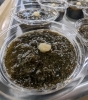 伊根の糸もずく「伊根町産「絹もずく」入荷！夏にぴったりの旬食材をどうぞ」