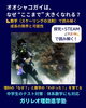 オオシャコガイはなぜ“ここまで”大きくなれる？「📐オオシャコガイはなぜ“ここまで”大きくなれる？ ──中3数学×理科で読み解く「スケーリングの法則」と成長の限界」