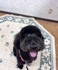 テンくん♥「本日のわんちゃんたち🐶」