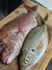 「【魚も酒も自ら厳選する瑞江の小料理屋】」