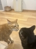 【猫と相性が良い間取りってあるの？】「【猫と相性が良い間取りってあるの？】」