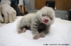 レッサーパンダ赤ちゃん①（令和７年７月７日生まれ）「【ハッピーニュース】日本平動物園で2年ぶり!レッサーパンダの赤ちゃん誕生!!（静岡市の動物園）」