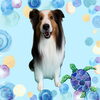 「Dog salon mofu mofu　余市町」