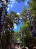 「夏越大祓祭　準備中」
