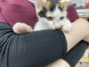 「里親募集中の子猫ちゃんの様子を紹介」