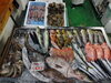 「📣本日のお魚情報🐟」