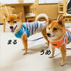うめ＆まるちゃん「今日のお友達」