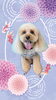 「Dog salon mofu mofu　余市町」