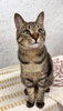 福くん「エメラルドグリーンの瞳が自慢！タビー柄の美猫ちゃんをご紹介します🐾✨」