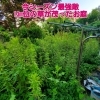 背丈ほどに伸びたお庭の草「背丈ほどに伸びたお庭の草の草刈」
