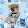 「Dog salon mofu mofu　余市町」