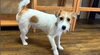 「ジャックラッセルテリアのドリーム君が里帰りしてくれました🐶✨」