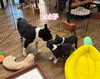 「6月5日生まれのボストンテリアたちのパパ🐶✨」