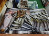「📣本日のお魚情報🐟」