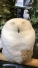 笑顔のフクロウさん🦉「【挑戦、再び】宅建士試験に再チャレンジ！今年こそ合格を目指して」