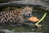 「ジャガーの琥珀」