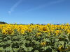 🌻ひまわり🌻🌻🌻!!!「皮膚科シーズン真っ只中‼️」