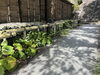 金閣寺垣（弊社作成・人工材料）「🌿 竹垣の種類シリーズ（全7回）③」