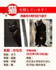 「【西条市大町】迷い猫を探しています（不明になった日：2025年7月18日）」