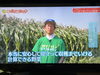 大和ルージュは今後も作り続ける野菜です🌽「☆カラフル野菜の小山農園、『関口宏のこの先どうなる！？』出演☆」