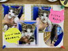 「子猫の里親さん募集についてのお知らせ」