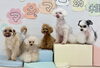 ジョア♡きなこ♡もなか♡ペチ♡アモル「ましゅまろ幼稚園🐾」