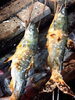 紀州産鮎の塩焼き「鮎」