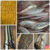 「【魚も酒も自ら厳選する瑞江の小料理屋】」
