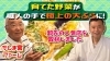 「専門店が認めた食材！　宮ちゃんブランド「ししとう」の評価がバク上がり中です！　タネのハシモトミヤ」