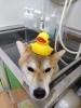 「首についているのは何？【どっぐさろんあきゅ　京都市南区上鳥羽　ペットサロン　小型犬専門　トリミング】」