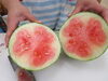 スイカを切ってみると…♡「🍉夏休み中の幼稚園では…💖」