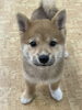みかんちゃん🍊「🐶🐾仔犬の柴犬ちゃん家族決まりました✨」