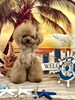 ダリくん「サンセットビーチ🏖️」