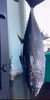 「150キロのキハダマグロ水揚げのお知らせ」