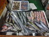 「📣本日のお魚情報🐟」