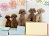 ルル♡ねね♡にこ♡くま♡ハッピー「ましゅまろ幼稚園🐾」