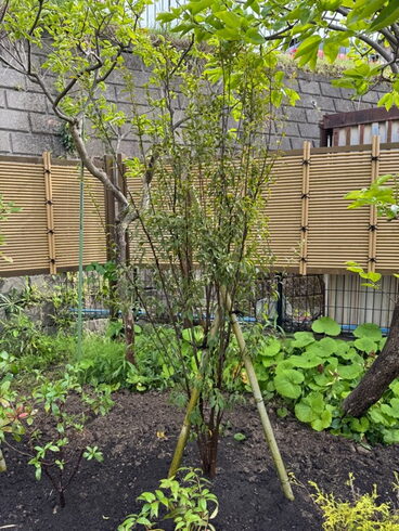 ハイノキ「庭にそっと馴染む、やさしい存在感。〜ハイノキのある庭づくり〜横浜市磯子区金沢区、植木造園のご相談は庭一」